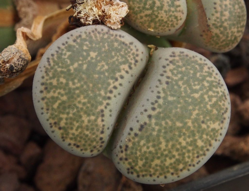 Lithops terricolor