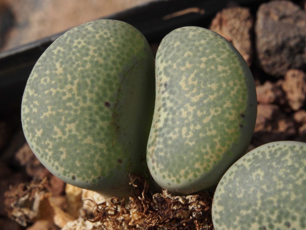 Lithops terricolor