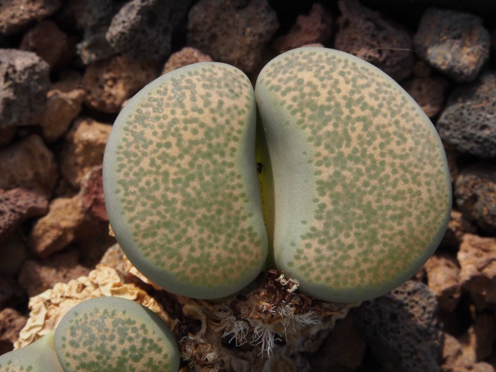 Lithops terricolor