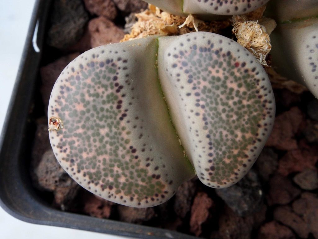 Lithops terricolor