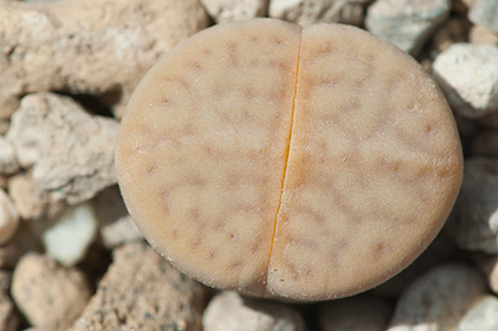 Lithops vallis-mariae