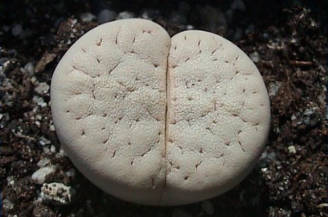 Lithops vallis-mariae