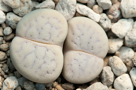 Lithops vallis-mariae