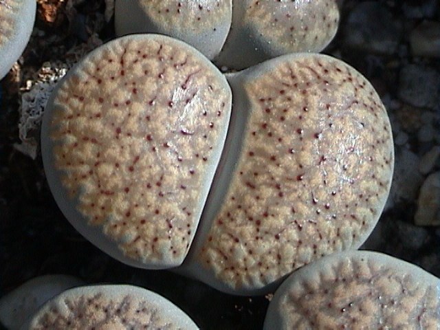 Lithops verruculosa