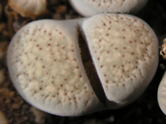 Lithops verruculosa