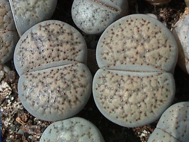 Lithops verruculosa