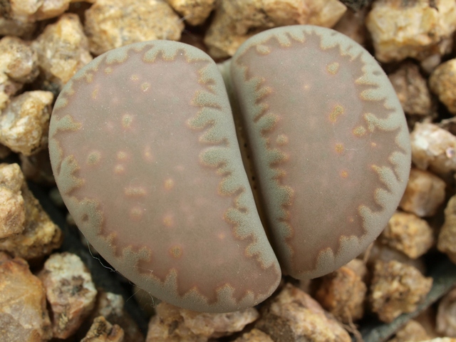 Lithops villetii