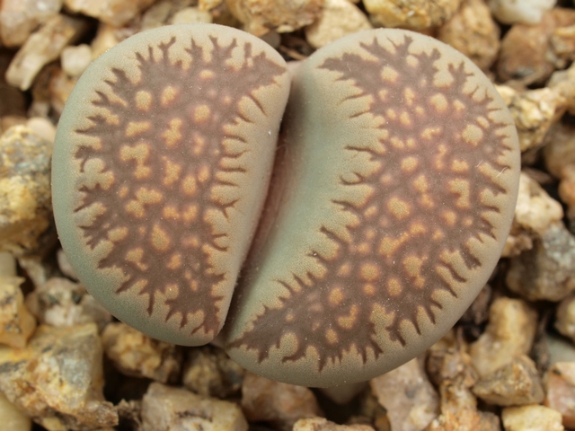 Lithops villetii