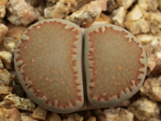 Lithops villetii