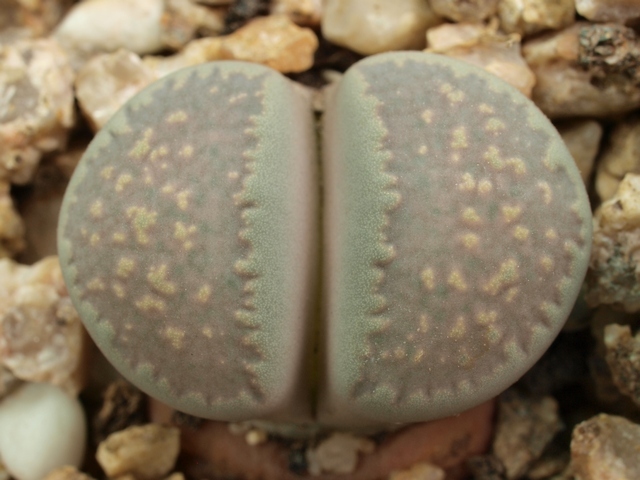 Lithops villetii