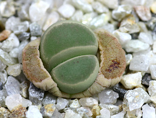 Lithops viridis