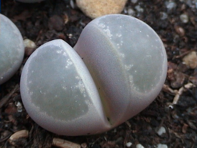 Lithops viridis