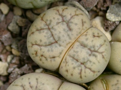 Lithops werneri