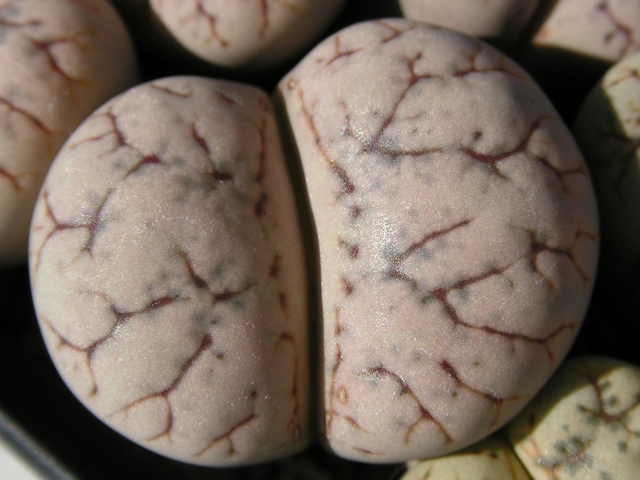 Lithops werneri