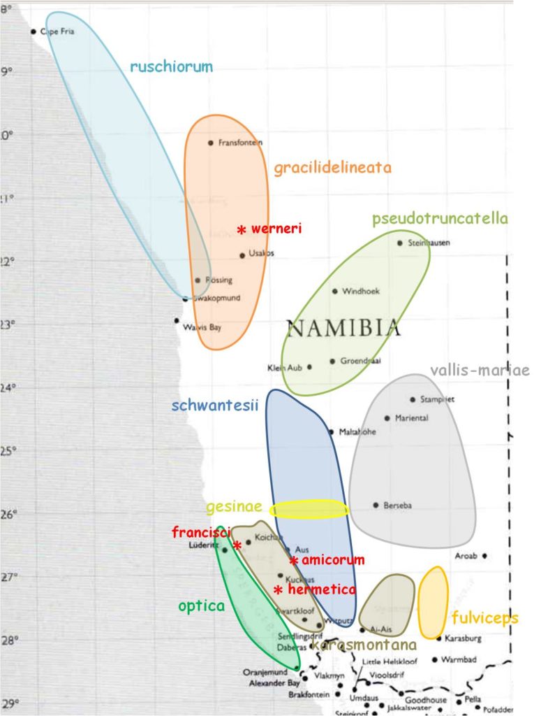 Les Lithops de Namibie