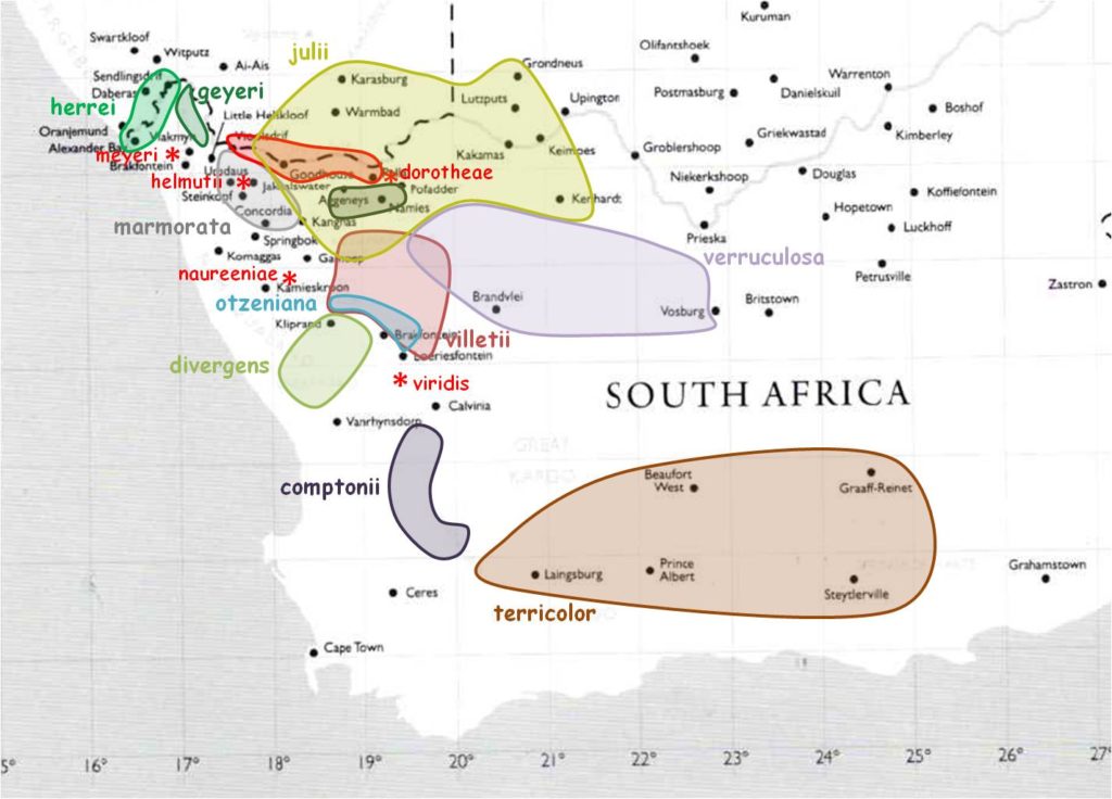 Les Lithops du sud-ouest de l'Afrique du Sud.