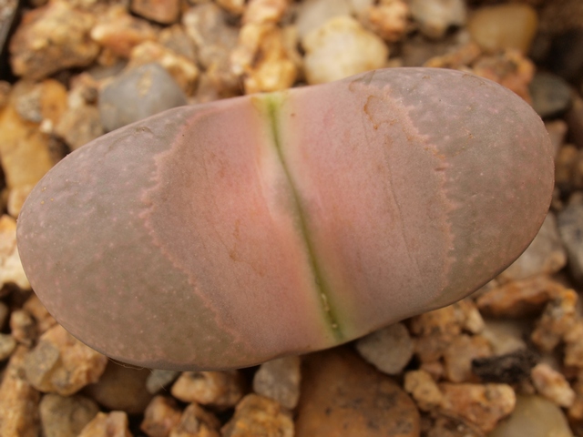 Lithops-divergens