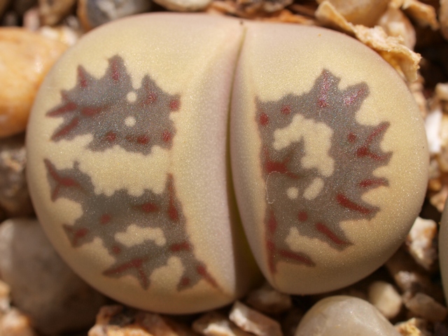 Lithops dorotheae