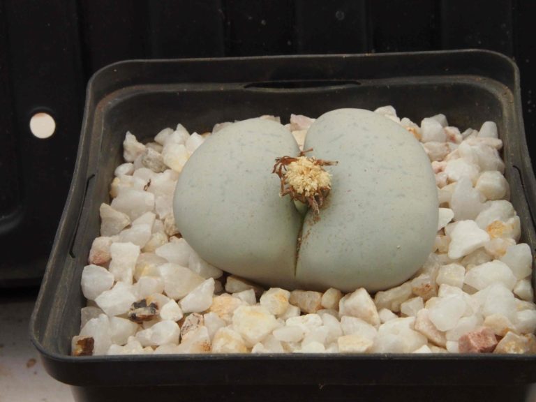 Planter Lithops