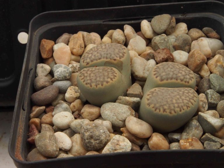 Planter Lithops