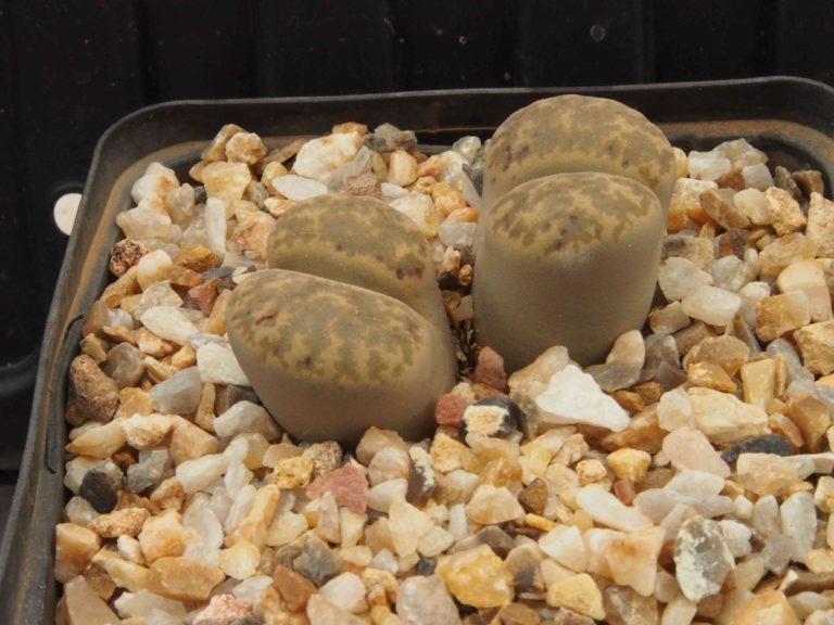 Planter Lithops