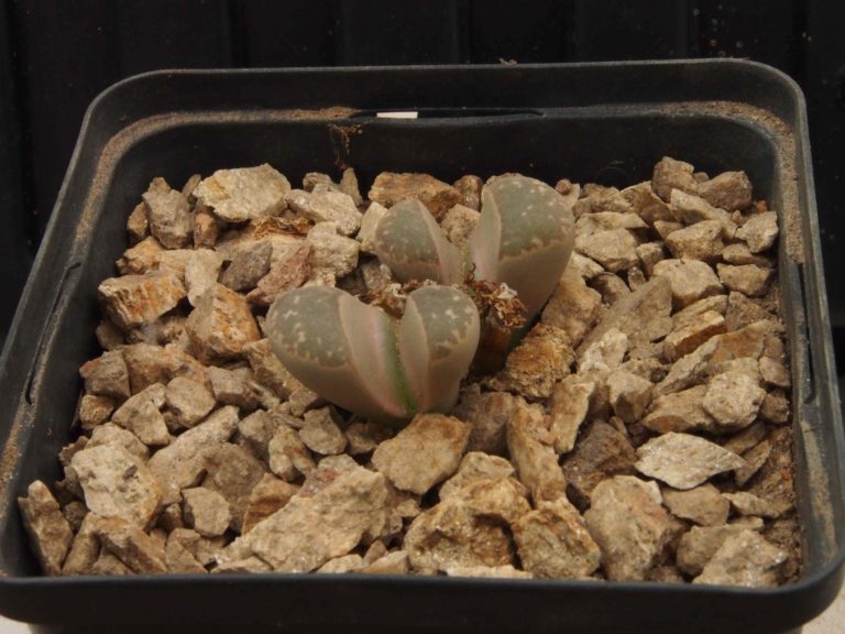 Planter Lithops