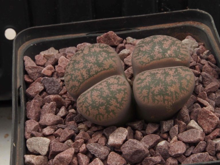 Planter Lithops