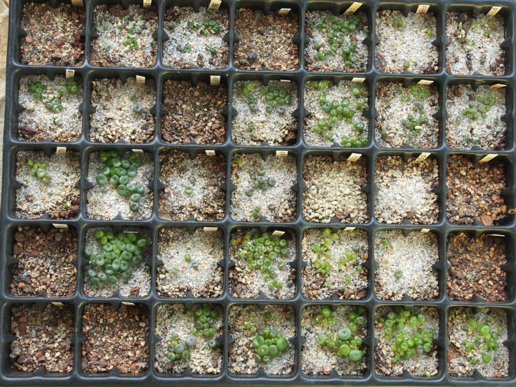 Semis de Lithops