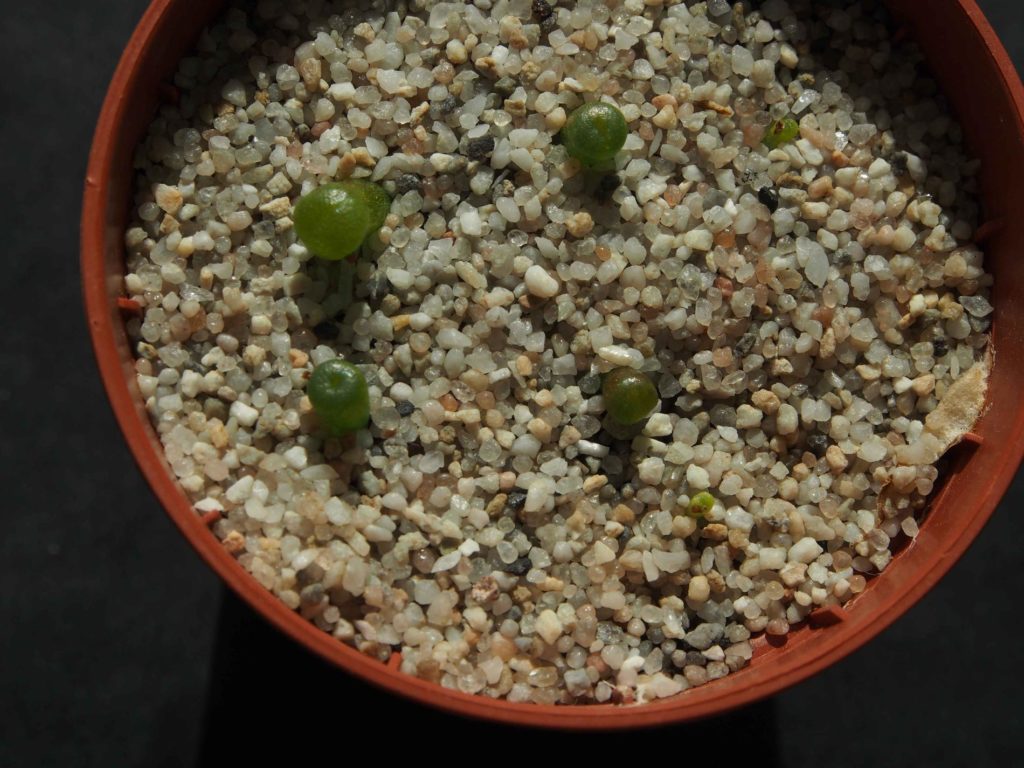 Semis de Lithops